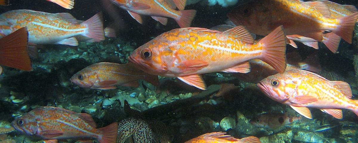 Sebastes miniatus-Vermilion Rockfish